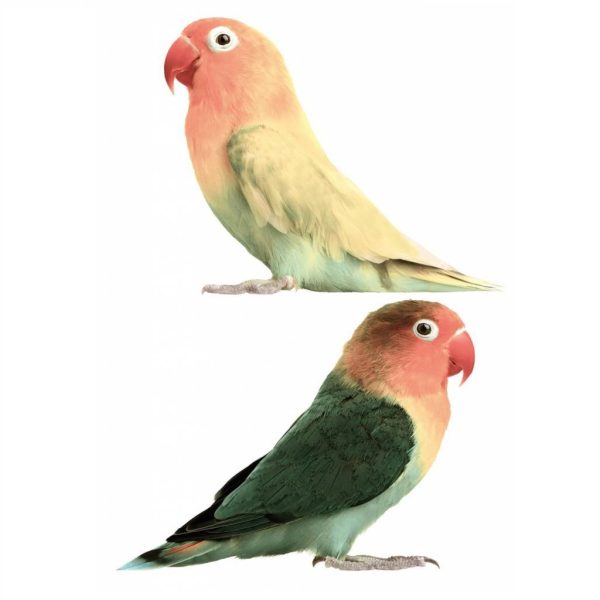 Lovebirds - muursticker
