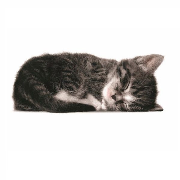Kitten sam - muursticker