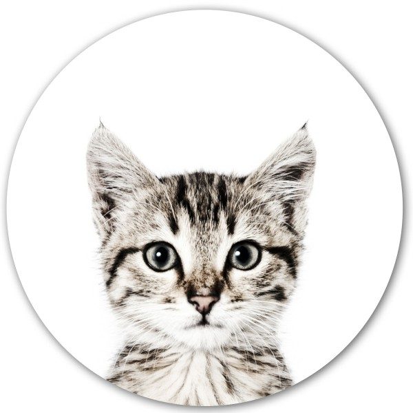 Magneet sticker - kat
