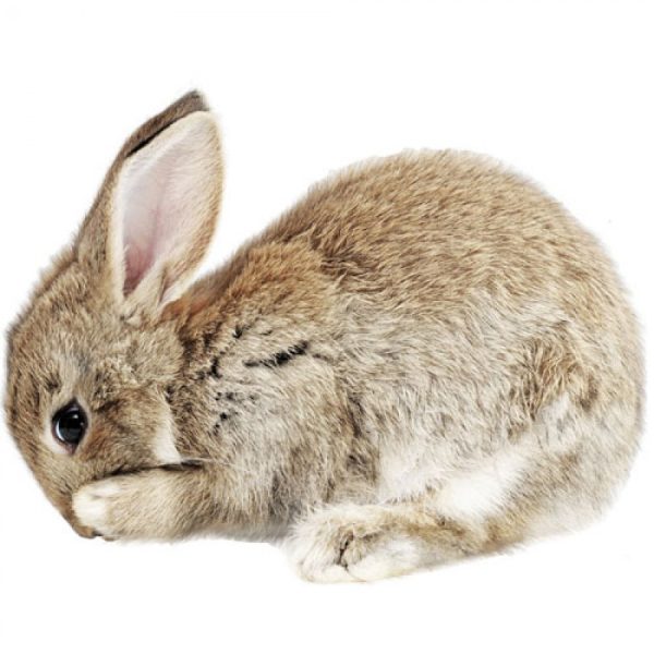 Baby rabbit