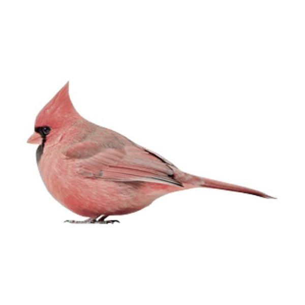 Cardinal - muursticker