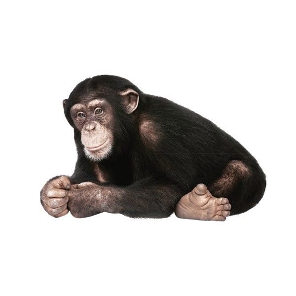 Safari friends chimpanzee