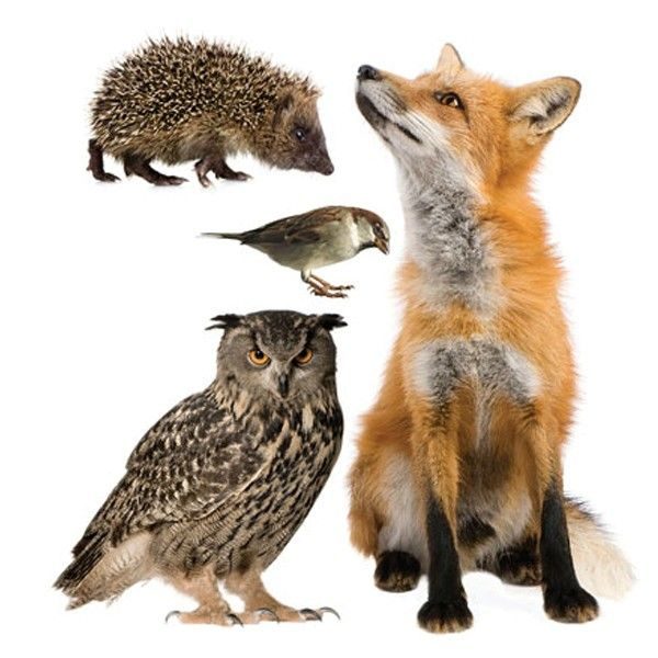 Forest friends 4 - muursticker