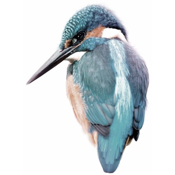 Kingfisher