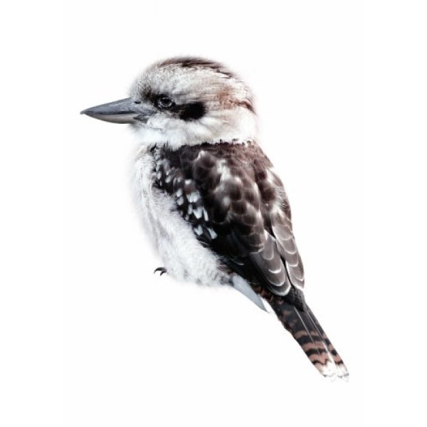 Kookaburra - muursticker