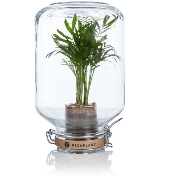 Palm jar