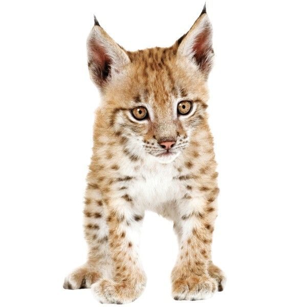 Safari friends 1 - muursticker - Afbeelding 3