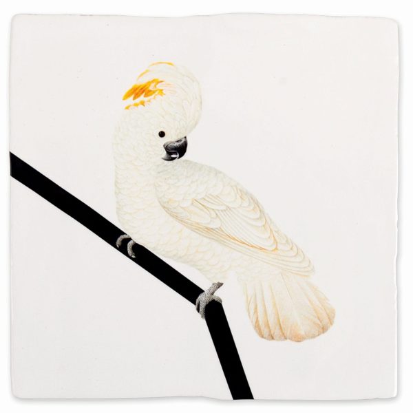 Witte kakatoe - medium