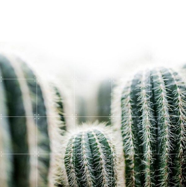 Cactus and leaves - large - 120 x 160 cm - Afbeelding 4