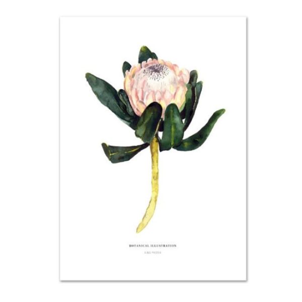 King protea - wenskaart