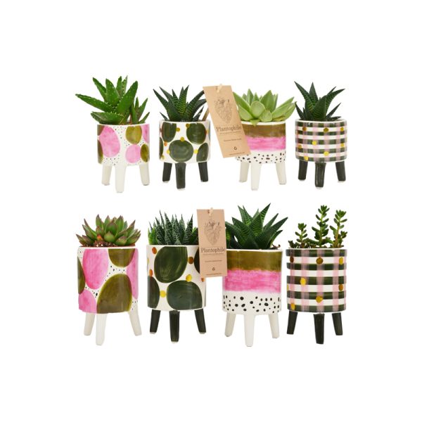 Elma - plant - multi