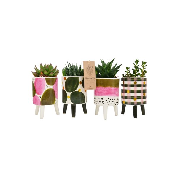 Elma - plant - multi - Afbeelding 7