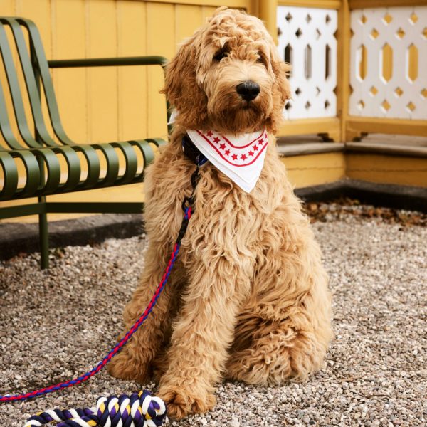 Dog leash braided - hondenriem - red/blue - Afbeelding 3