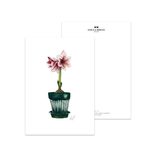 Amaryllis - postkaart